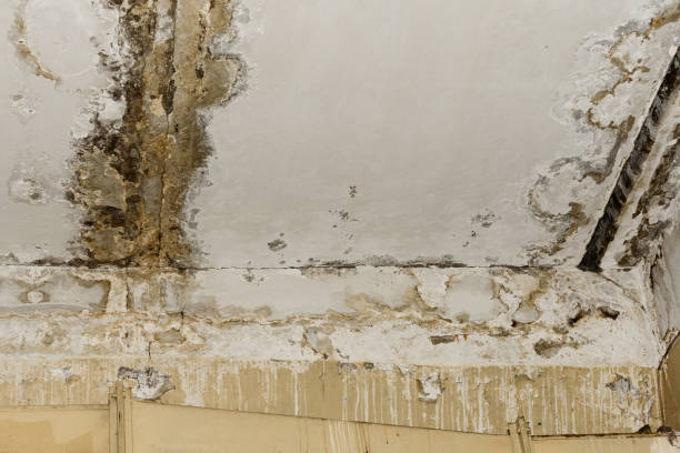 Forensic Mold Investigation in Coal City, IL